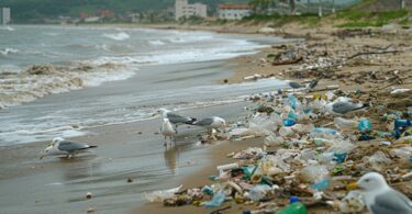 Transition écologique et sociale : comment trouver le bon équilibre ?