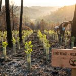 d&eacute;couvrez comment l'incendie dans les pyr&eacute;n&eacute;es-orientales pourrait devenir une opportunit&eacute; inattendue pour la r&eacute;gion de se reconstruire et rena&icirc;tre de ses cendres.